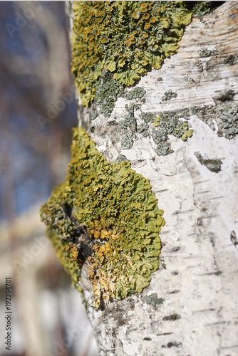 Lichen, Xanthoria parietina