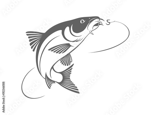 fish barbel photo