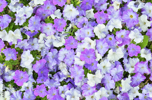 Flowering purple petunia