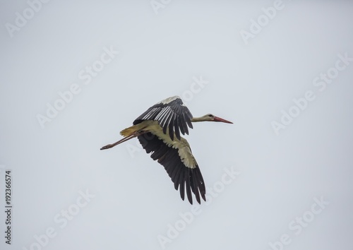 A white stork is flying over a field in Germany during summer time with cloudy weather