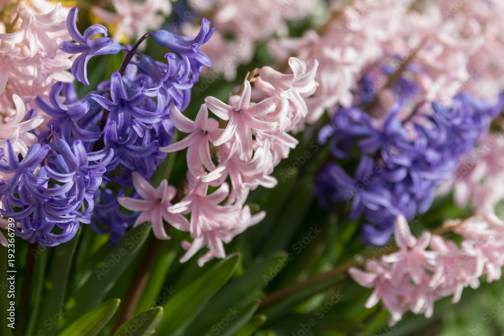 hyacinths beautys
