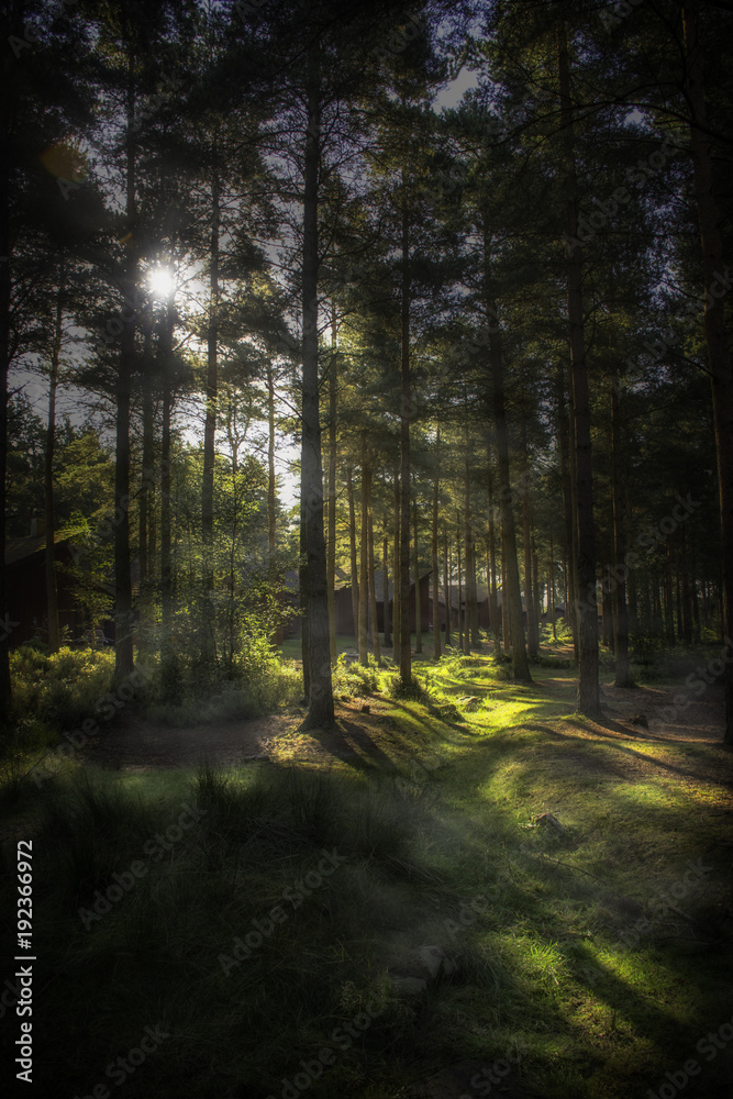 Naklejka premium Mystic Forest