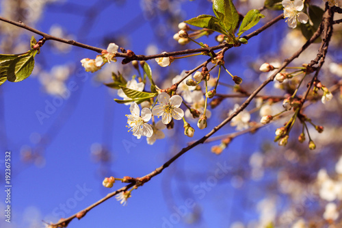 Весеннее цветение вишни