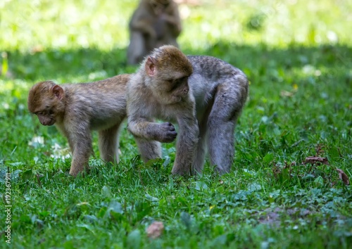 Picture of playing and eating barbary macaques on a meadow during summertime © 5-Birds Photograpy