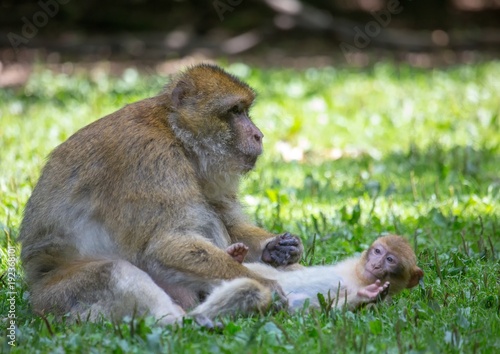 Picture of playing and eating barbary macaques on a meadow during summertime
