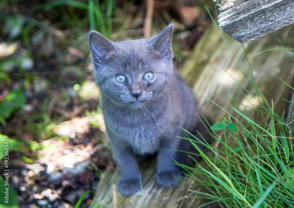 Young and curious grey wild cat during summer at the alps of Switzerland