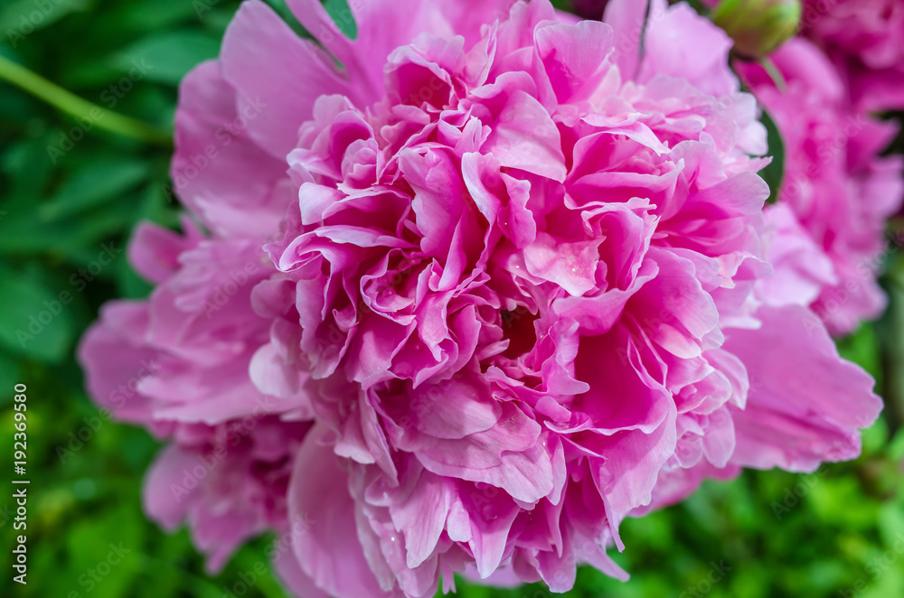 A blooming peony