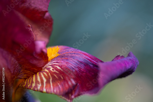 Fototapeta Naklejka Na Ścianę i Meble -  Close-up abstract image of dark-red iris flower