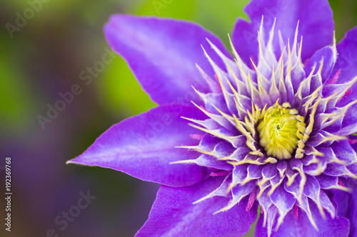 Single closeup purple clematis flower outdoor in garden