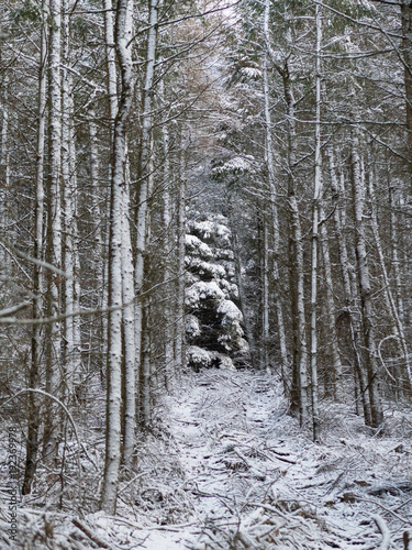 Winter forest covered in snow , the Shropshire Hills, near Clun, in late December