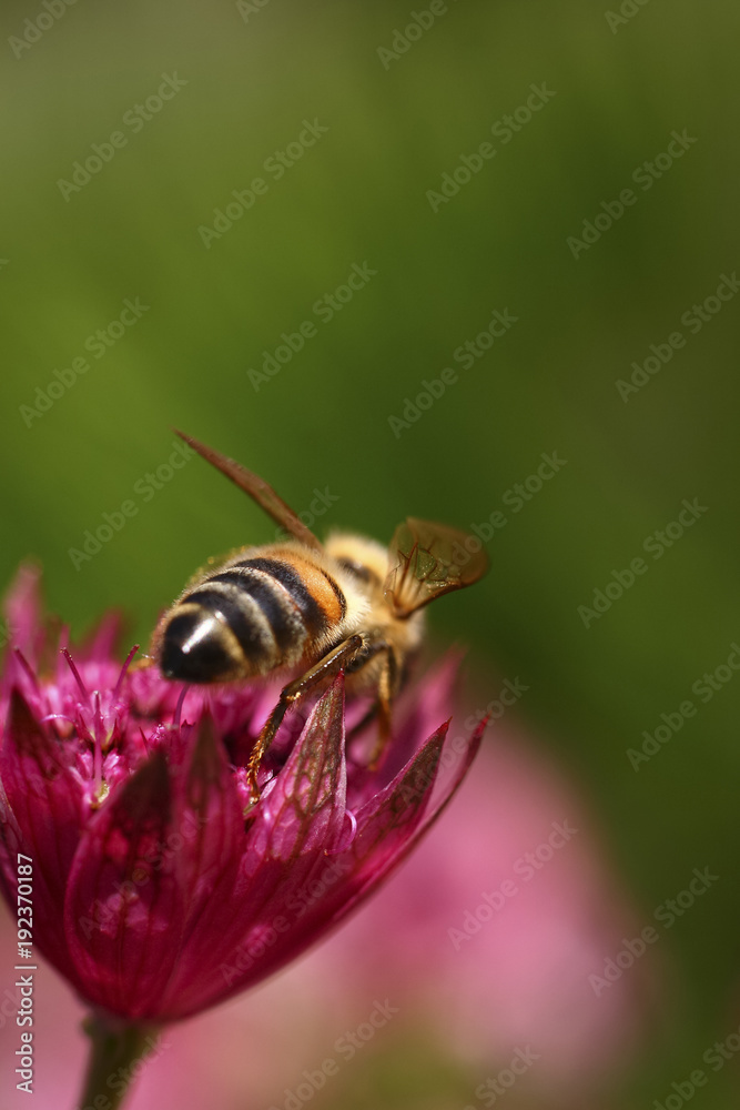 Bee pollinating an astrantia flower Bee pollinating an astrantia flower