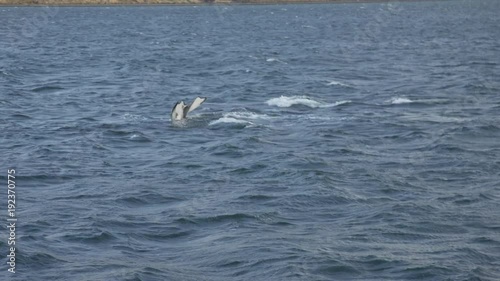 Whales in Iceland