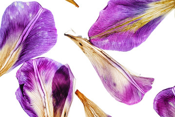 Papier peint photo Iris Pétales d'iris en macro détaillée  © Maksim Shebeko