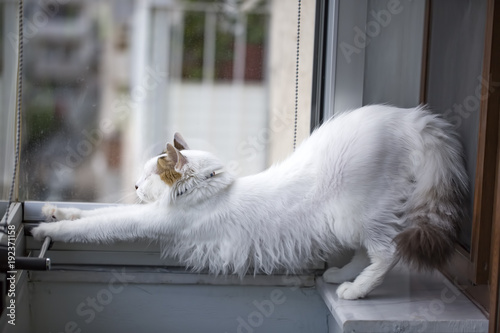 Sevimli Kedi