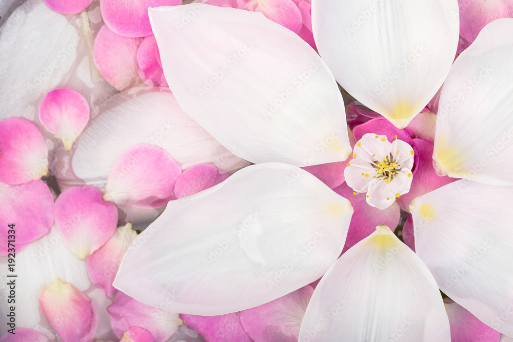 Obraz premium nature, spring, beauty concept. white petals of tulip are the biggest, they are floating on the surface of water anf composing circle, in the center there is white flower of cherry