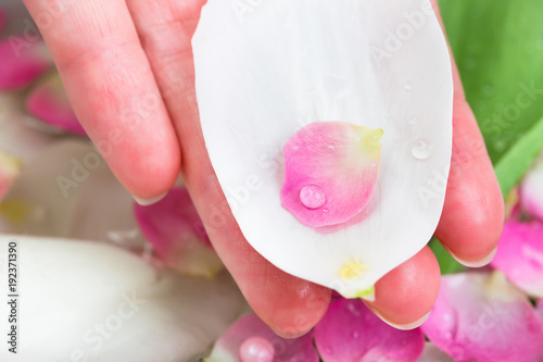 tenderness, womanhood, botany concept. on the female palm there is big petal of white tulip and small ones of oriental cherry, both of them are covered with drops of water