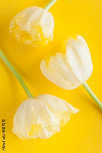 Yellow tulip flowers on background