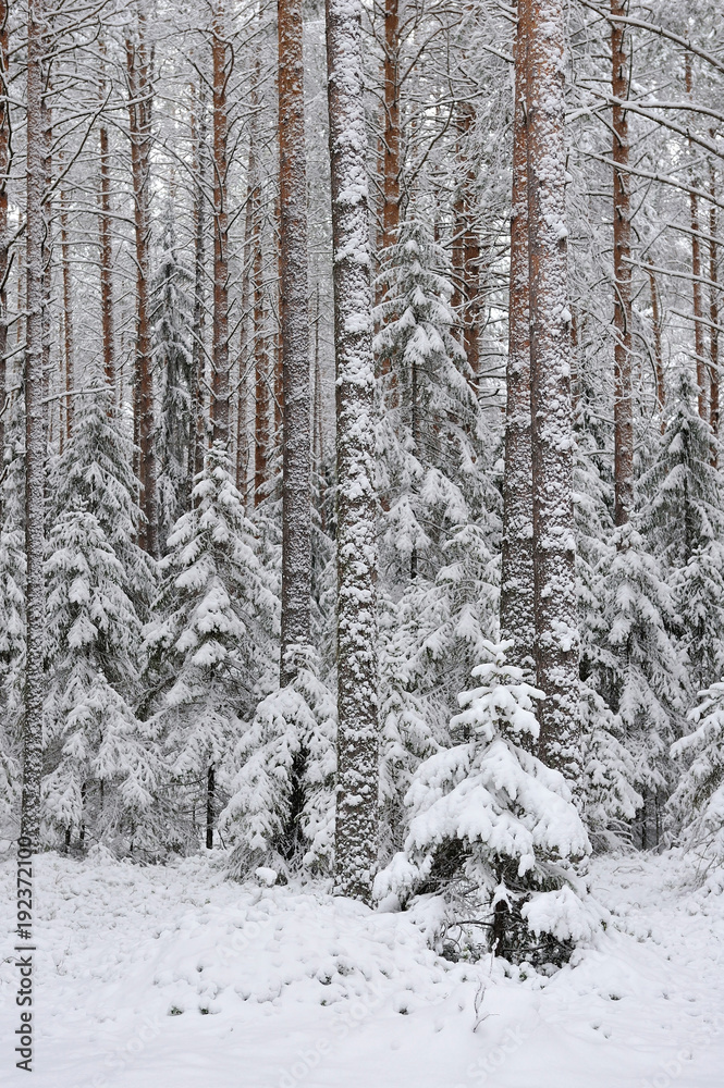 Taiga after snowfall