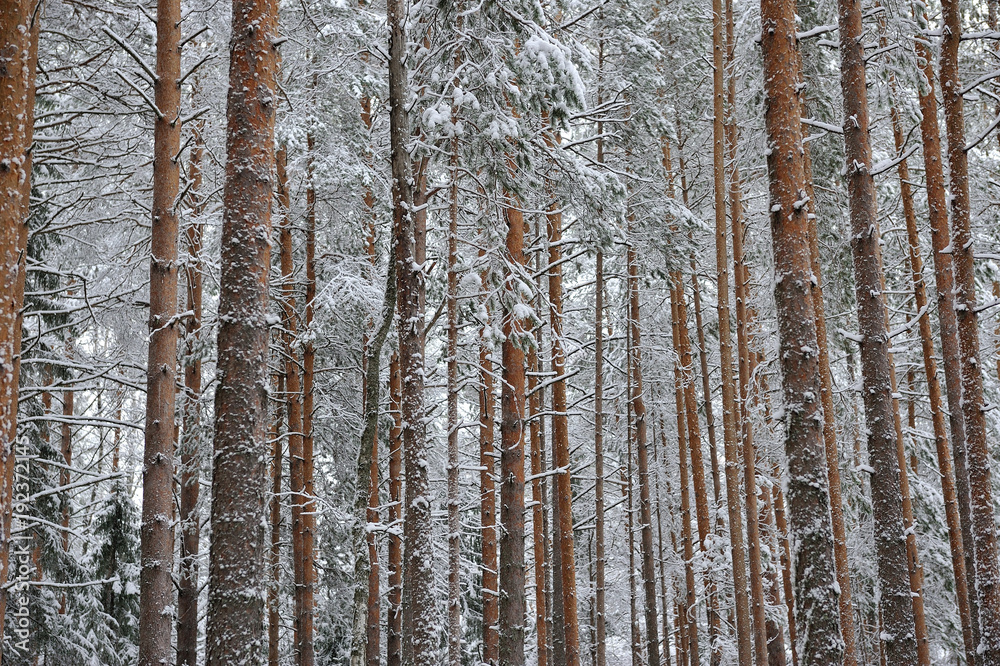 Fototapeta premium Taiga after snowfall