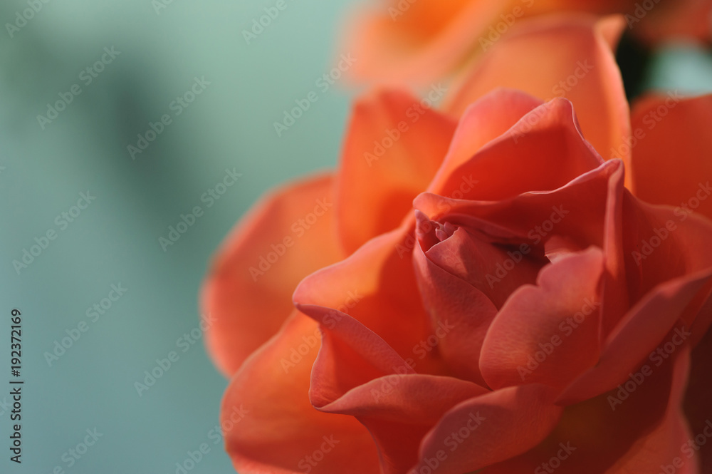rose flower rose flower
