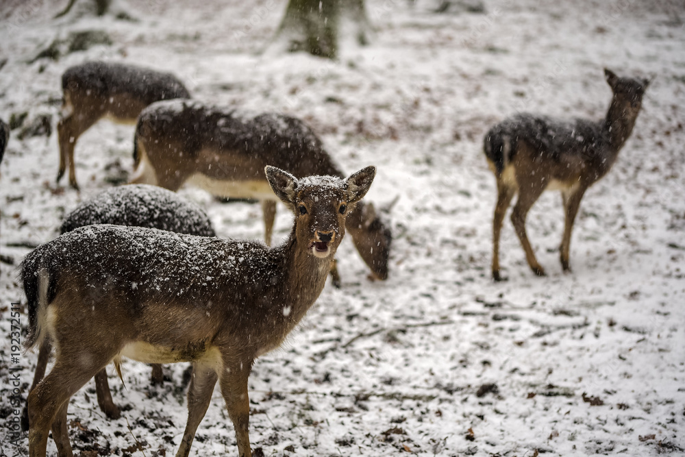 A looking fawn in front of small herd A looking fawn in front of small herd