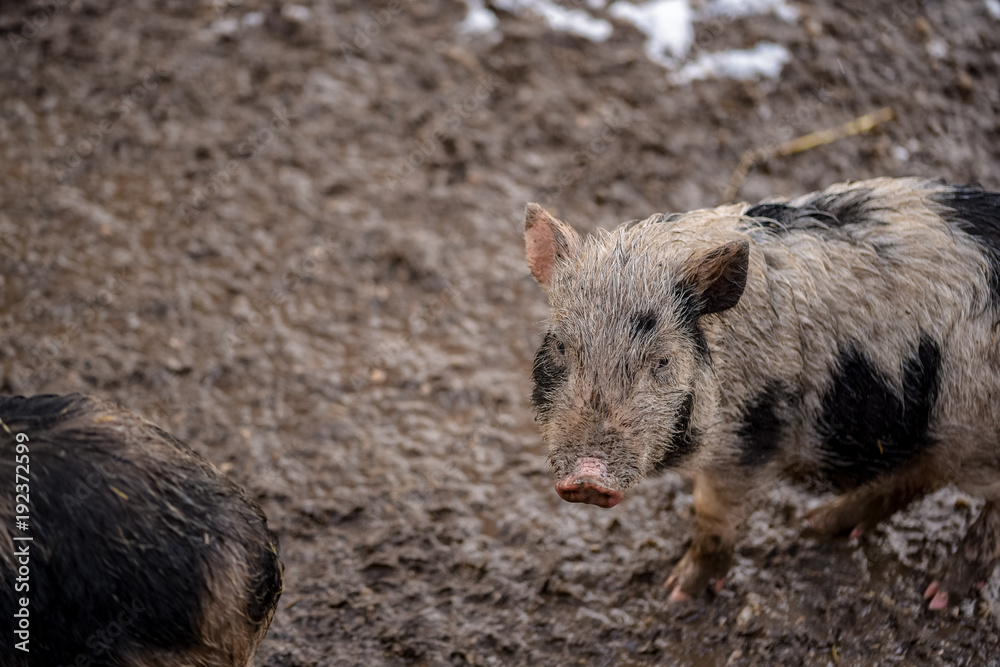 A dirty piglet looking from the snowy mud A dirty piglet looking from the snowy mud
