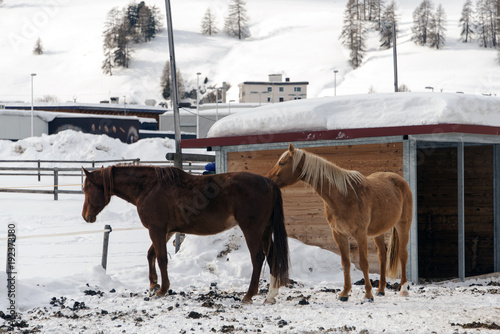 Beautiful horses playing in the barn in the snowy alps switzerland in winter © CoolimagesCo