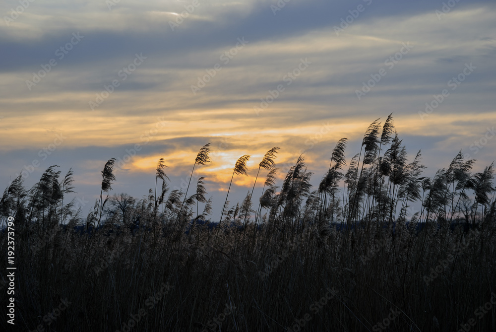 Obraz premium Autumn meadow in Poland