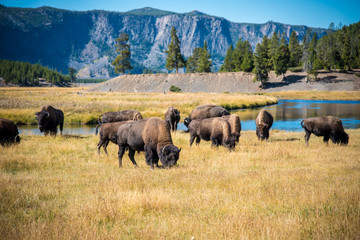 Fototapete Bison Grasende Bisonherde in der Wildnis  © Cory