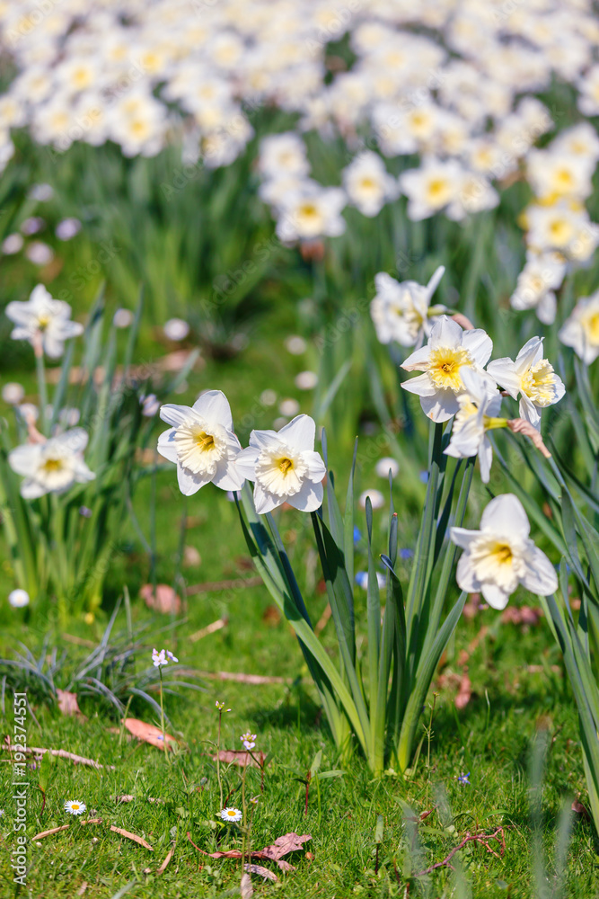 Beautiful daffodils on sunshine in springtime
