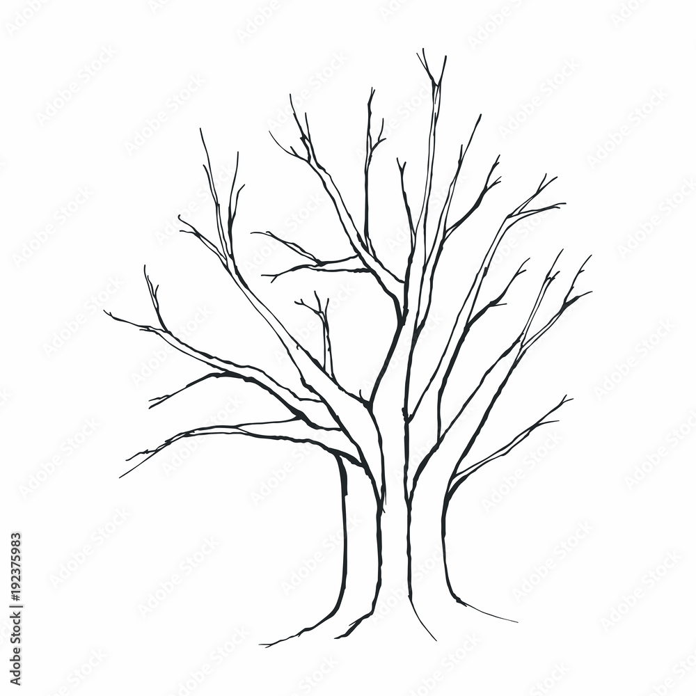 Obraz premium Tree silhouette on white background