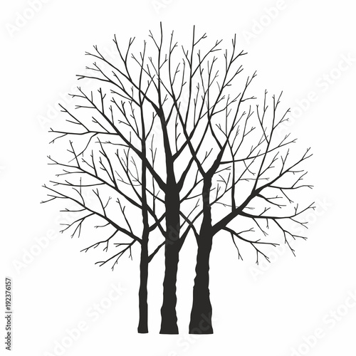 Tree silhouette on white background