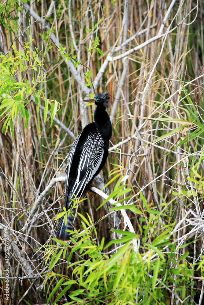 Naklejka premium Anhinga