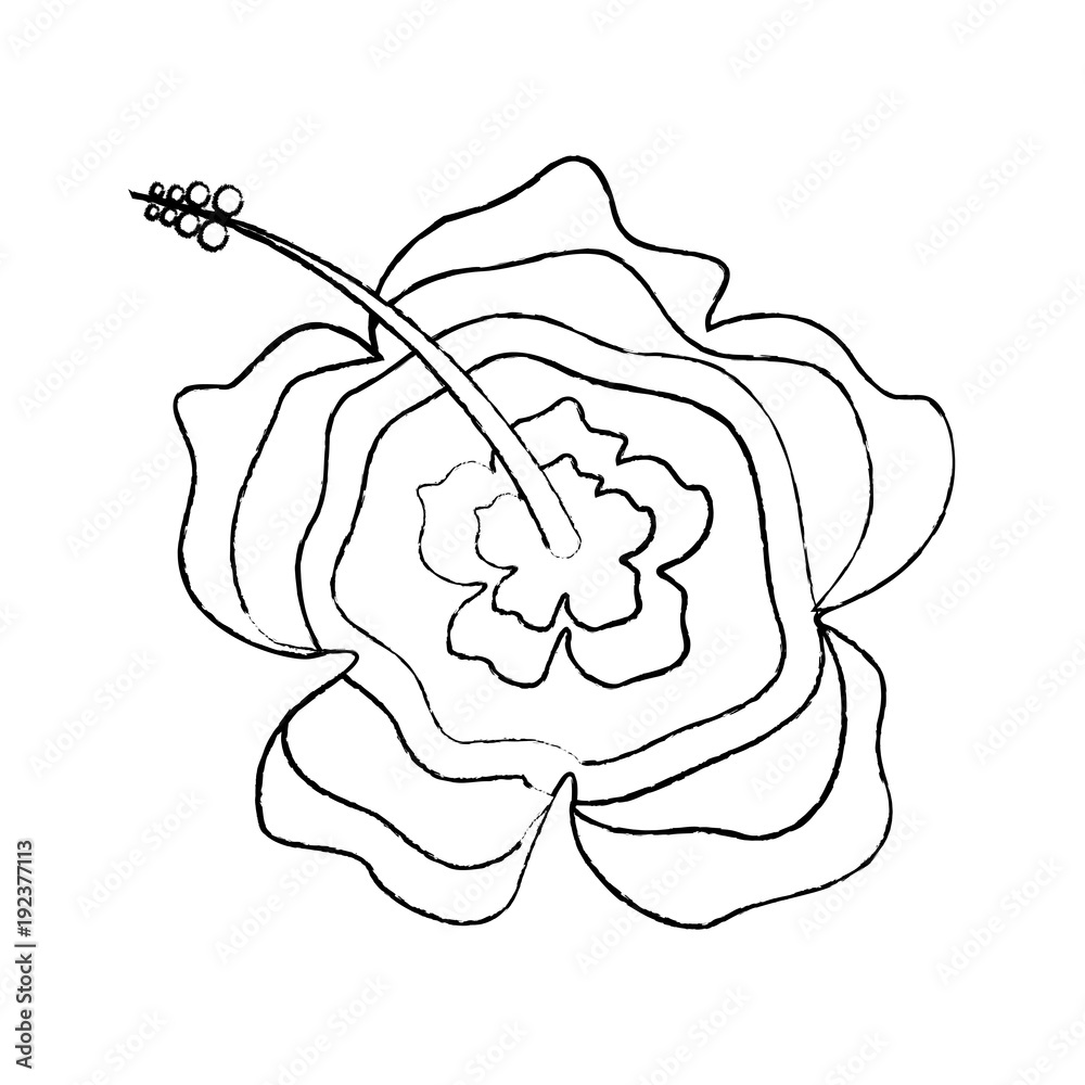 beauty hibiscus flower ornament decoration icon vector illustration sketch image beauty hibiscus flower ornament decoration icon vector illustration sketch image