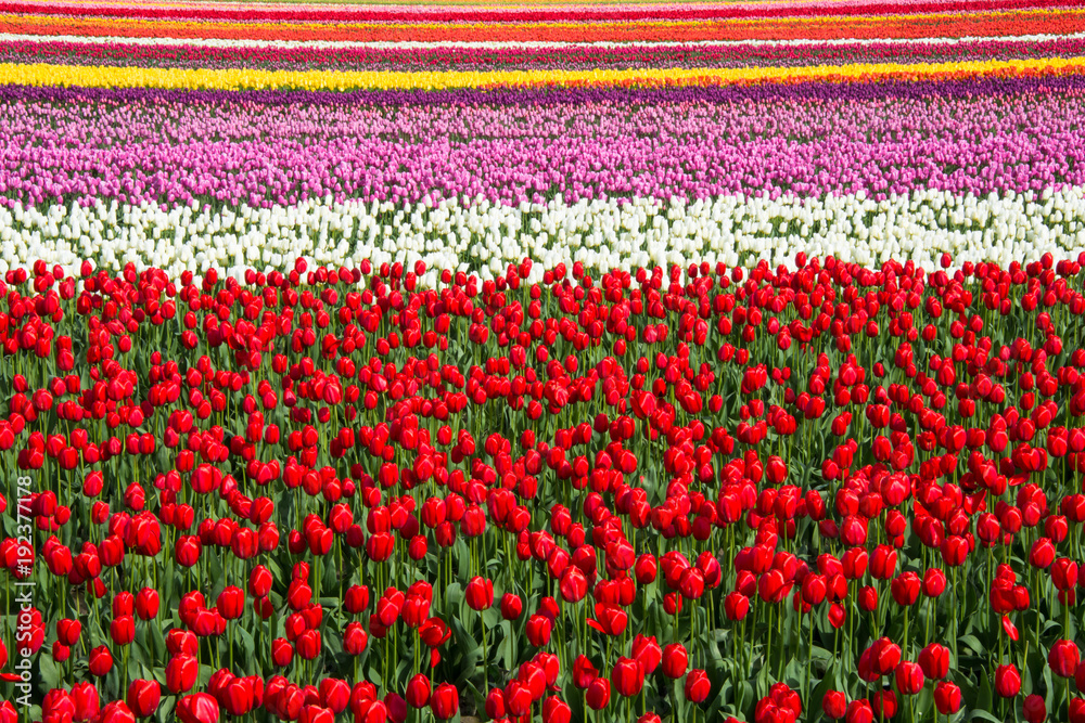 Striated Field of Colorful Tulips Filling the Frame