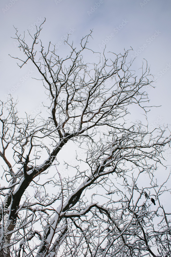winter trees. Black trees against the sky. Black branches of trees covered with snow. Silhouette of tree, trees. Postcard, wall-paper, decor winter trees. Black trees against the sky. Black branches of trees covered with snow. Silhouette of tree, trees. Postcard, wall-paper, decor