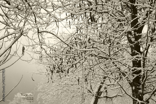 A picturesque landscape on the branches of trees covered with snow, in the background a beautiful house, a castle in a fairy mist. Silhouette of beautiful black trees in winter.