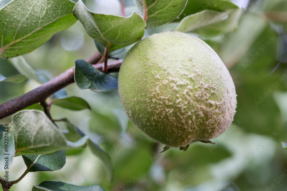 Apfelquitte - unreife Frucht Apfelquitte - unreife Frucht