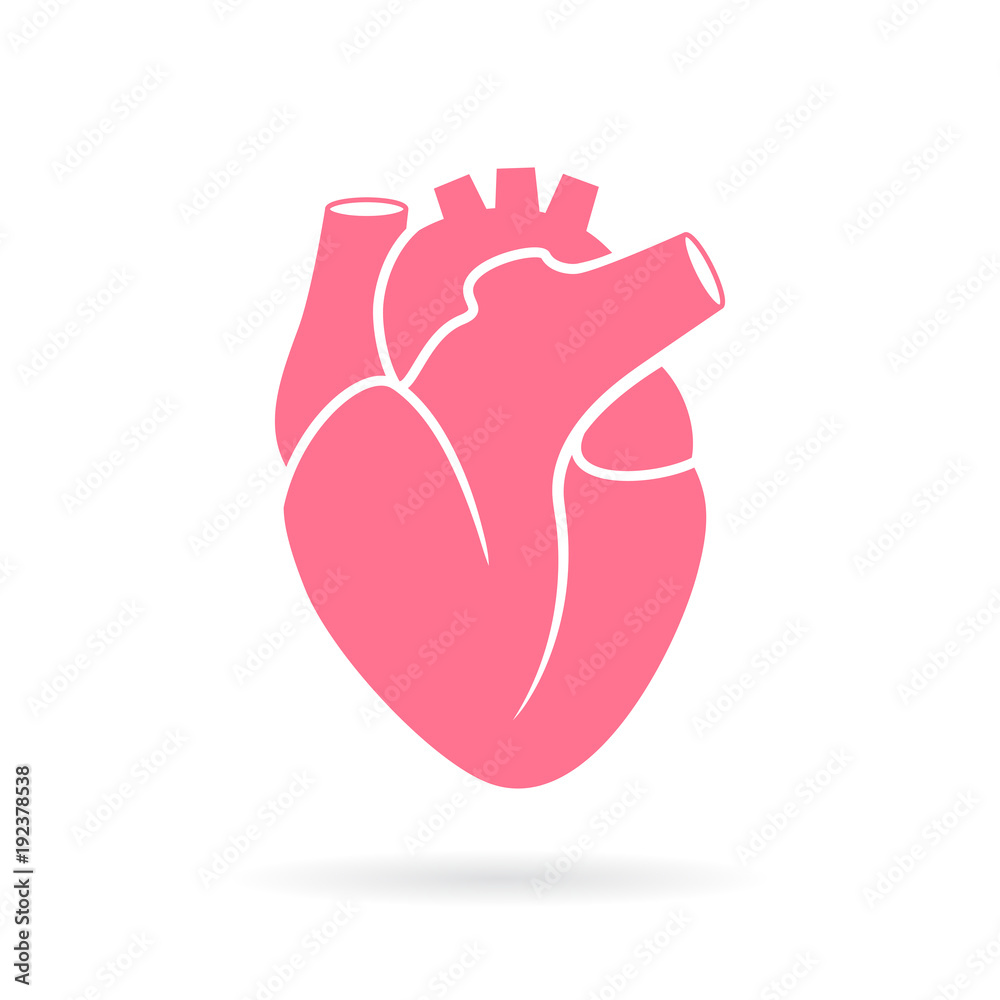 Heart anatomy vector illustration Stock Vector | Adobe Stock