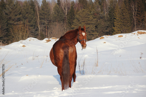 red horse on forest background and white snow