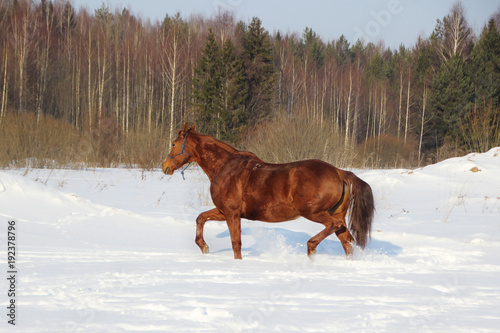 Alone red-haired foal in a snow-covered forest