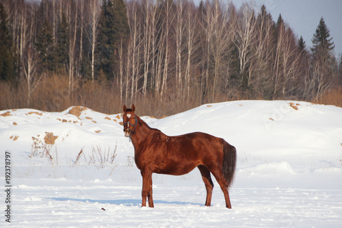 red horse on forest background and white snow