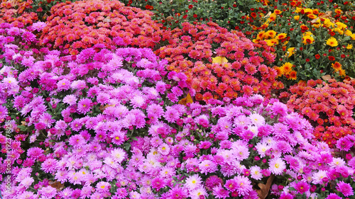 beautiful autumn colorful flowers chrysanthemums