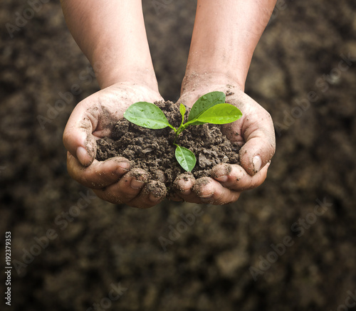 Obraz na plátně Hands holding a small green plant seedling with soil for environment and growth