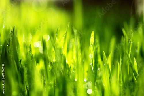 Fresh green grass with water drops . Selective focus.Spring theme.Concept freshness.Macro shot