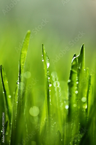 Fresh green grass with water drops . Selective focus.Spring theme.Concept freshness.Macro shot