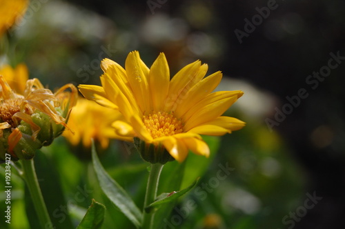 Calendula officinalis