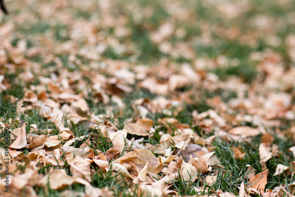 fall leaves in grass fall leaves in grass