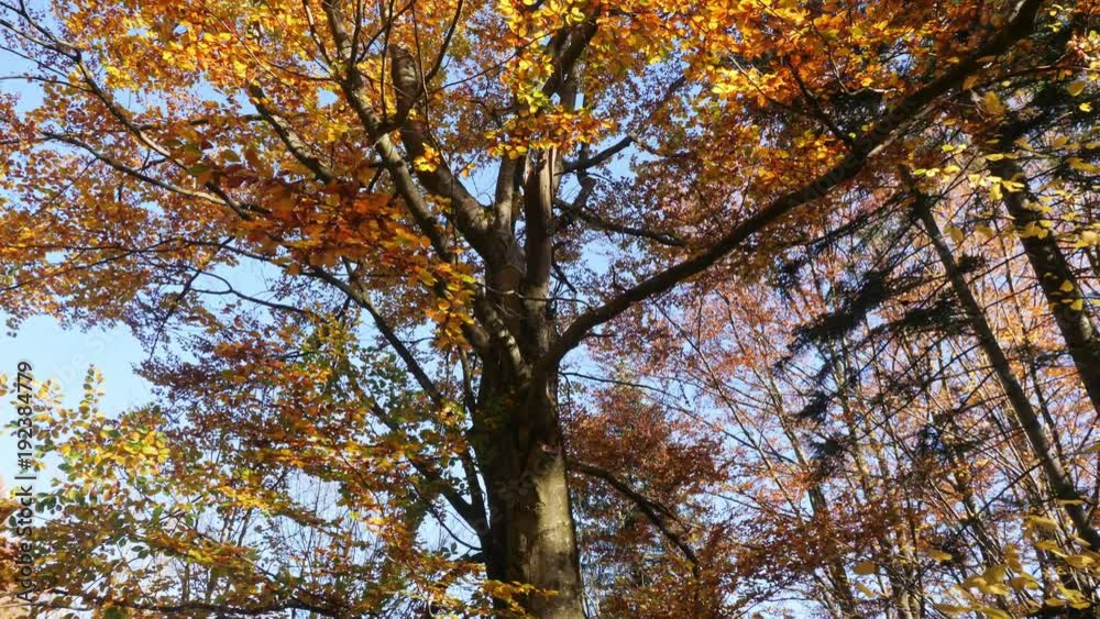 Panning shot of treetops in autumn, with leaves changing color Panning shot of treetops in autumn, with leaves changing color
