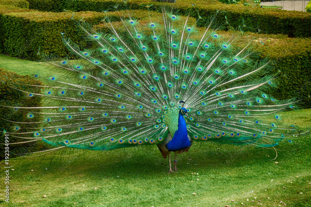 Obraz premium Royal Peacock